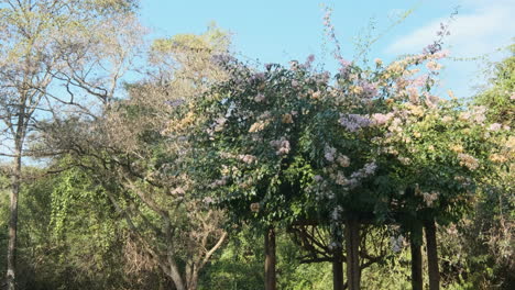 Bougainville-Spectabilis,-pink-in-the-urban-garden-pergola-shot-miscellaneous-movement