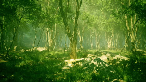 Bosque-De-Paisaje-Salvaje-Con-árboles-Y-Musgo-En-Las-Rocas