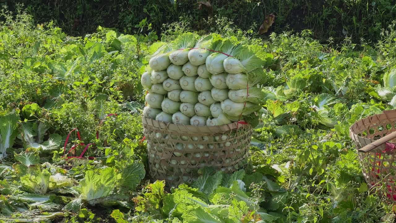 The harvest of mustard greens stacked in bamboo baskets on a farmland
