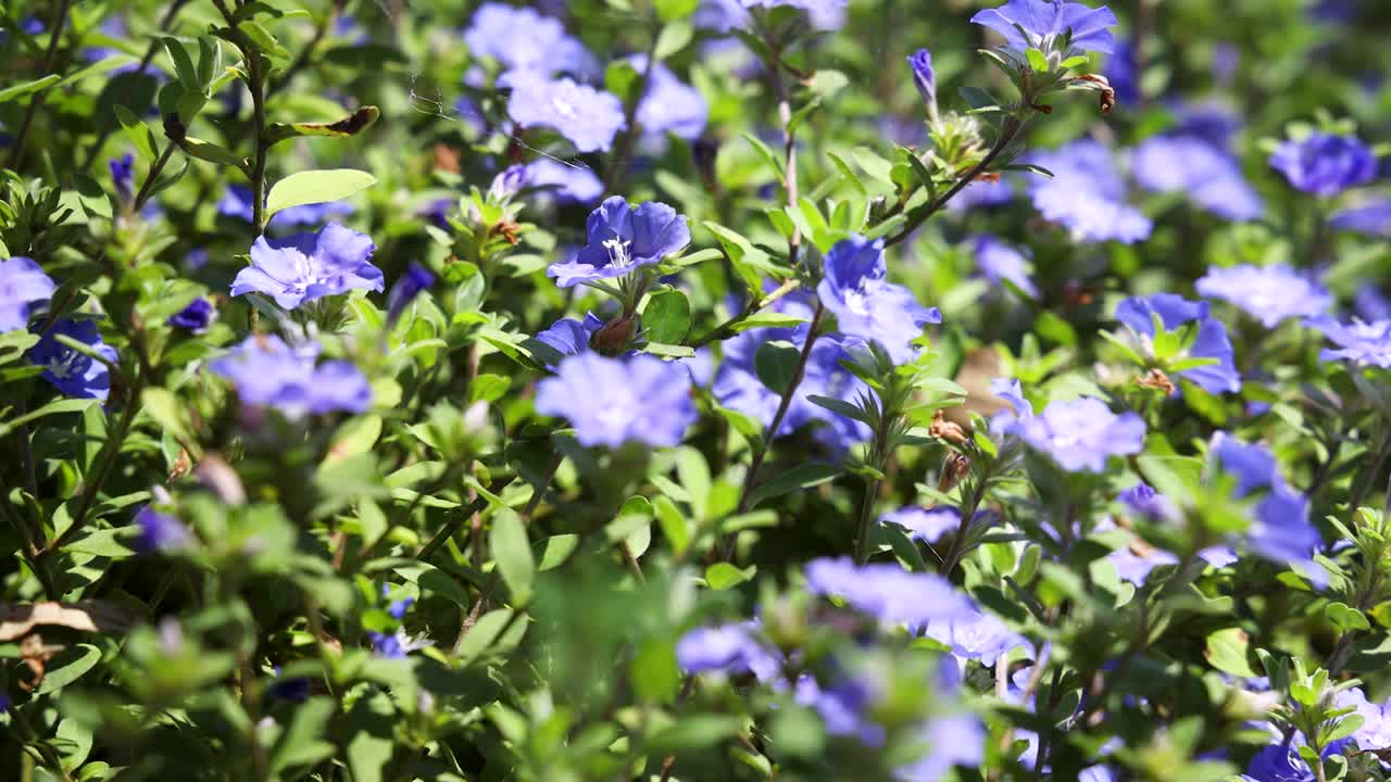 Gros plan sur des fleurs d'évolvulus bleues épanouies sous un soleil éclatant avec une faible profondeur de champ.