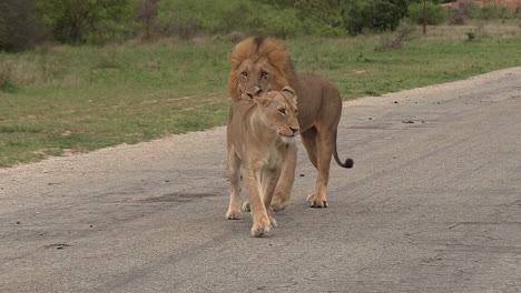 Männlicher-Löwe-Verfolgt-Weibchen-Im-Afrikanischen-Safaripark