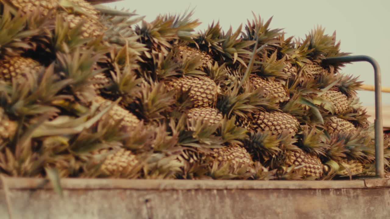 Pineapples piled high on a truck