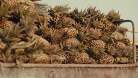 pineapples piled high on a truck