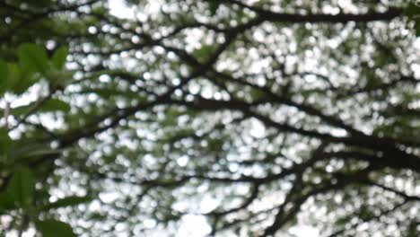 bokeh of light pass on tree in the wood. panning shot