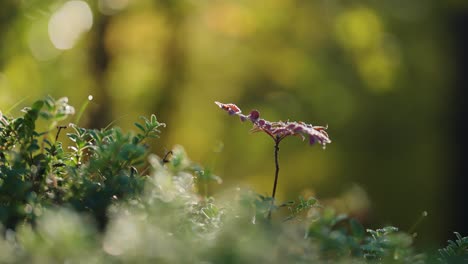 Ein-Kühler-Morgen-In-Der-Herbsttundra