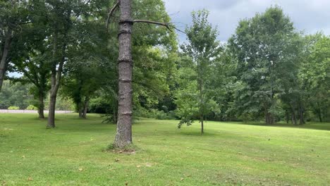 unusual tree with ring knots in a park 4k 30fps