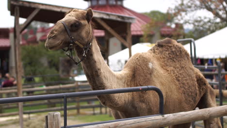 camel hanging out at chattanooga zoo