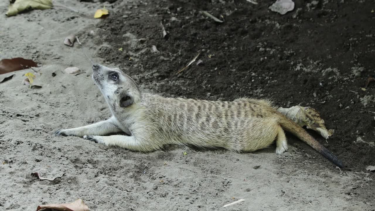 Meerkat Lying on Sand Resting Near Burrow Entrance