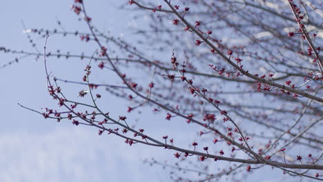 handheld shot of tree branches with red buds in spring