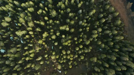 Evergreen-Fir-Trees-In-The-Mountain-Forest-In-Telemark,-Norway-During-Springtime