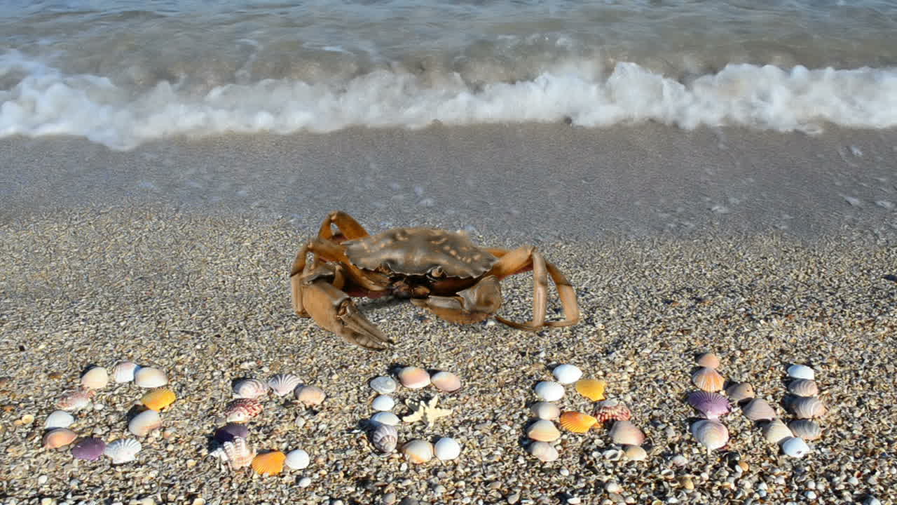 Crab and an inscription on sand, the beach. Inscription from shells the ocean on sand