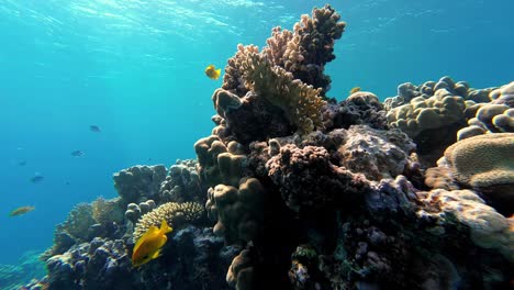 Sea-Goldies-and-Coral-Reefs-in-the-Red-Sea,-Dahab,-Sinai-Peninsula,-Egypt---Underwater-Shot