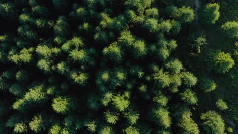 Draufsicht-Auf-Grüne-Bäume-In-Einem-Nadelwald-An-Einem-Sonnigen-Tag---Umlaufender-Drohnenschuss