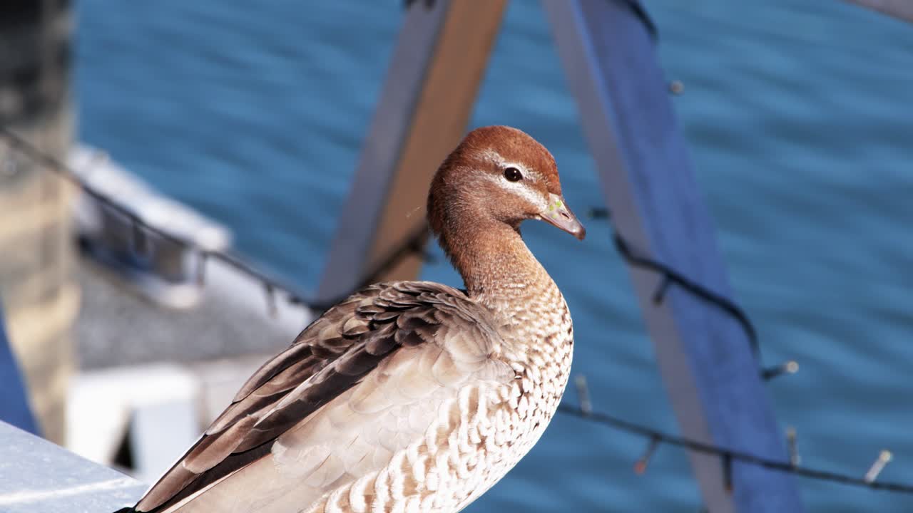 An Australian wood duck perches calmly on a sunlit railing beside blue water, with minimal movement and a shallow depth of field