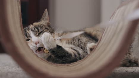 gato jugando con juguete de campana de navidad