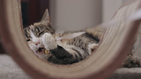 cat playing with christmas bell toy