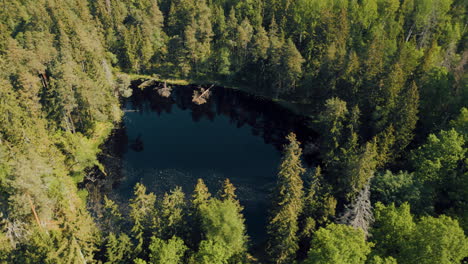 Bosques-Verdes-De-Letonia-En-El-Mes-De-Mayo