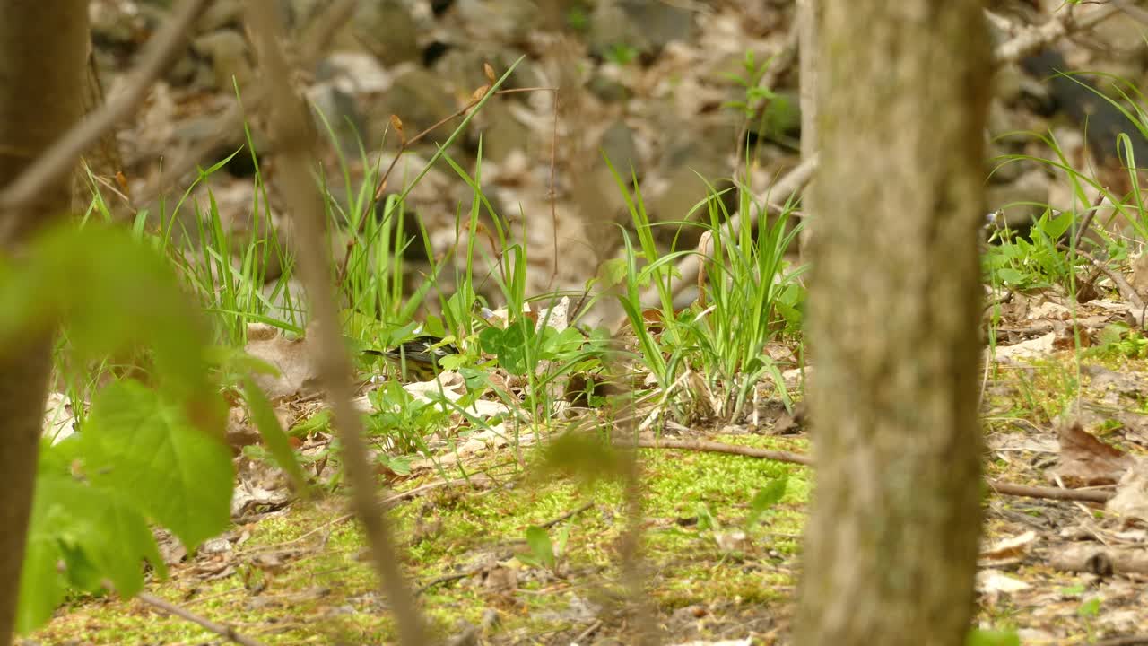 pájaro warbler magnolia en busca de alimento en el suelo del bosque verde vibrante, vista estática
