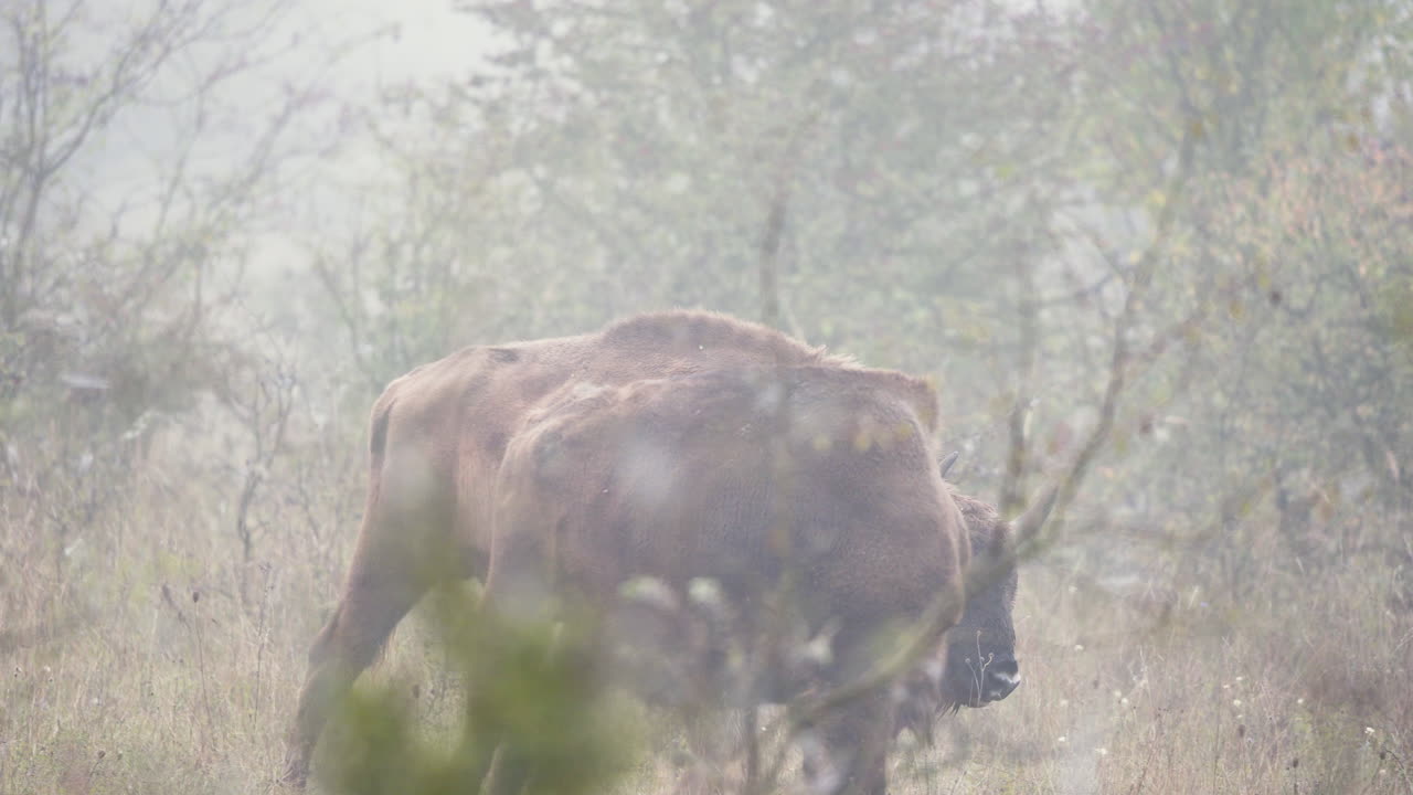 rebaño bonasus de bisonte europeo pastando en un campo con mucha niebla,chequia