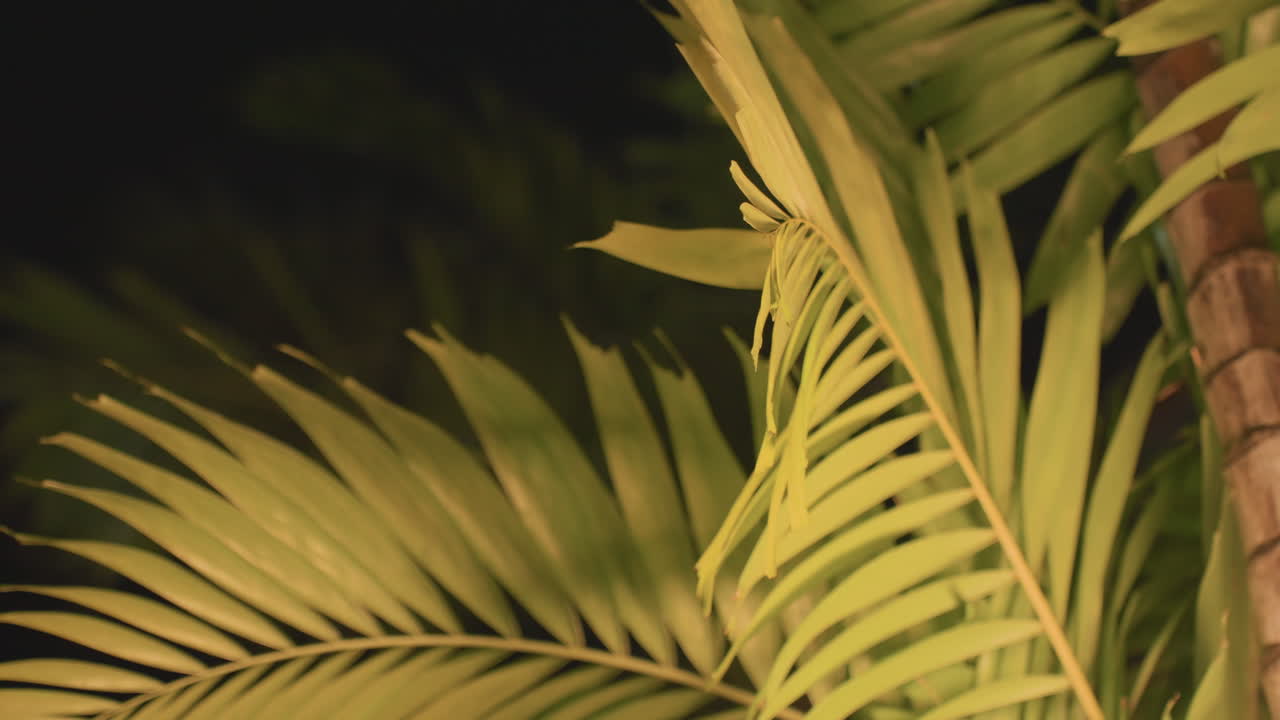 Primer plano de una hoja de palma isleña bajo la luz, la iluminación dorada revela venas texturizadas y puntas curvas, movimiento de brisa suave, fotografía de dosel nocturno, poca profundidad de campo, atmósfera cinematográfica.