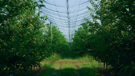 empty agribusiness orchard plantation. fruit garden without people in summer.