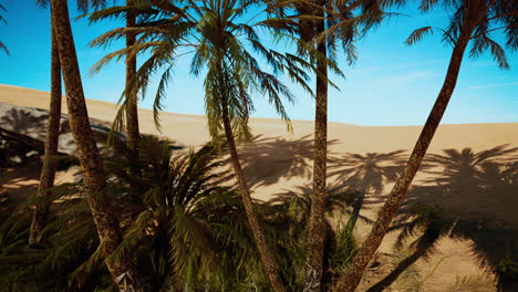 oasis en las dunas del desierto marroquí