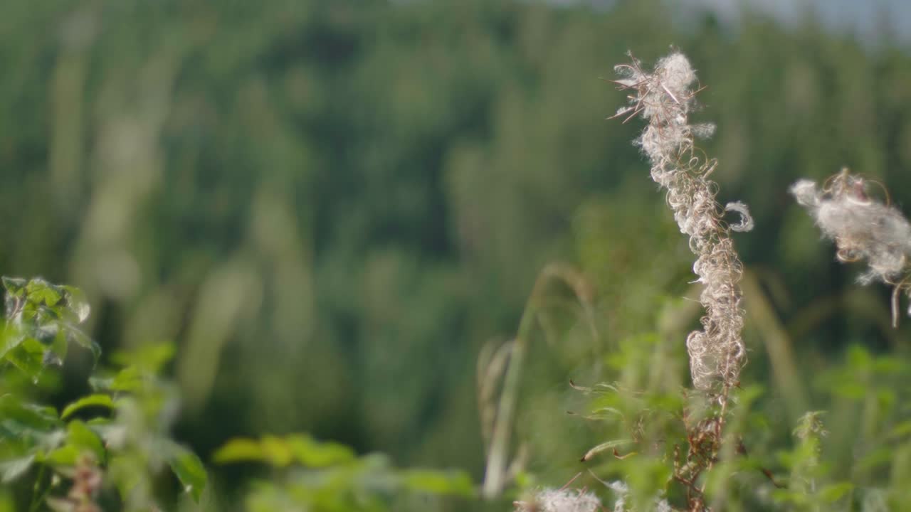 화창한 가을날 언덕 위 침엽수림의 아름다운 풍경