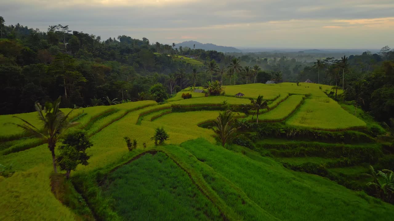 campos de arroz en capas en indonesia