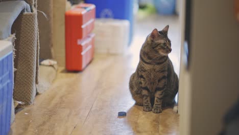 mackerel tabby cat - striped tabby cat sitting on woode floor, looking around and then walk away