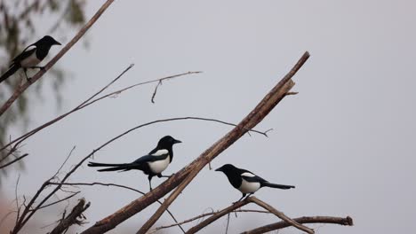 Aves-Urraca-Euroasiática-Descansando-Sobre-Ramas-Secas-De-Madera-Flotante-A-Lo-Largo-De-La-Costa