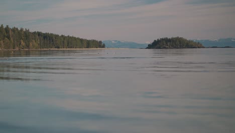 seagulls are flying at sunset in shelter point, texada island, british columbia, sunshine coast, canada