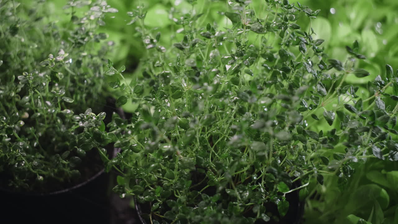 Close-up of Thyme Plants in Pots