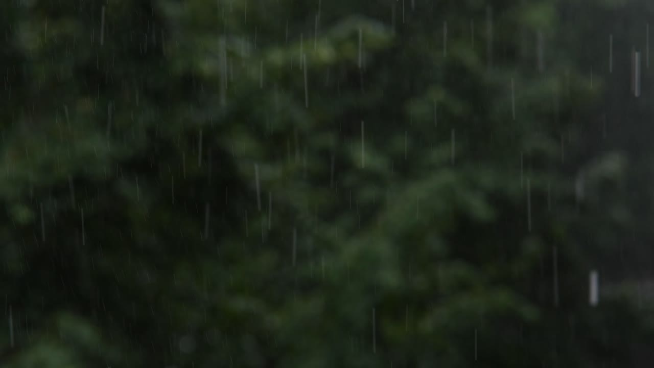Rain falling on trees