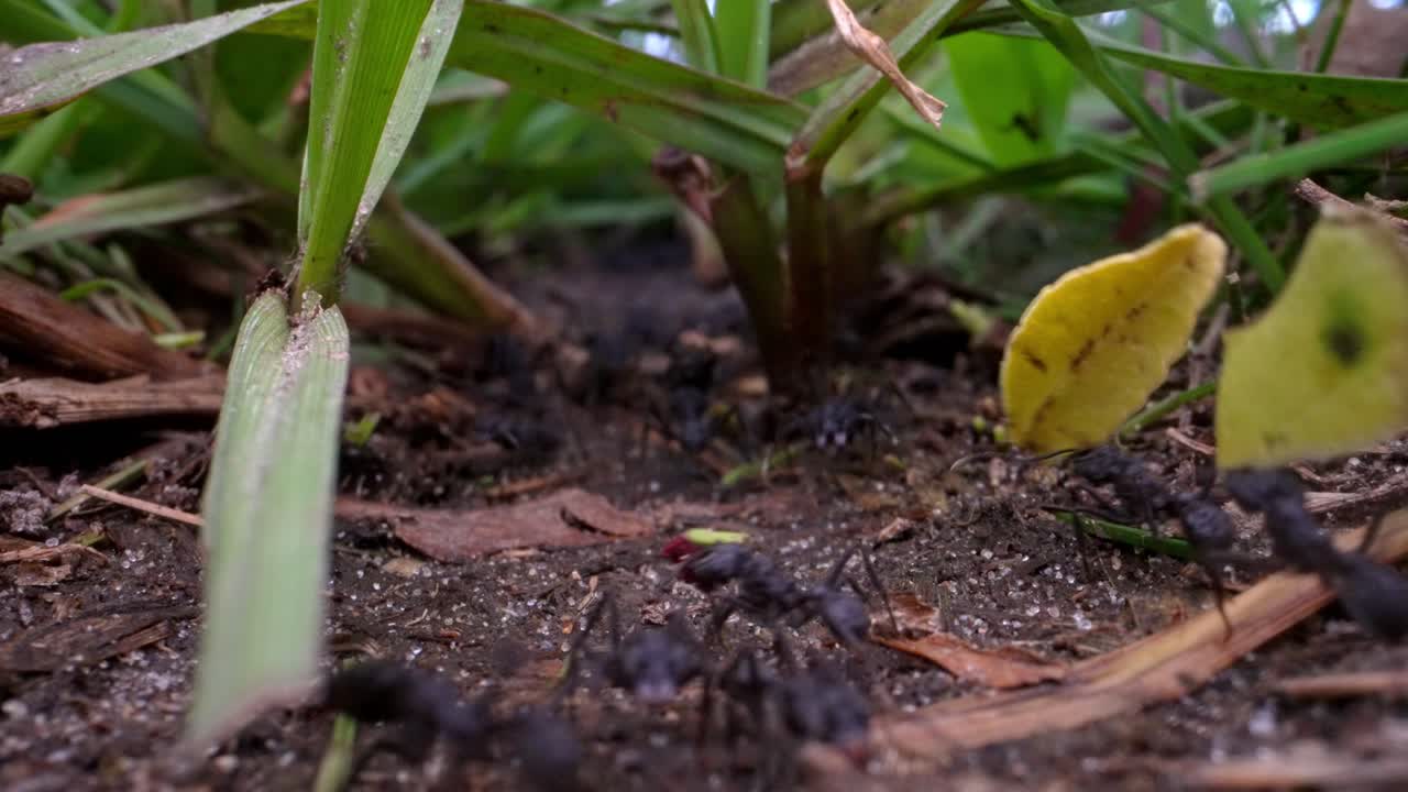 Ground-level view of leafcutter ant colony moving in organized trail under grass, carrying leaf fragments, Parque Nacional Ibera, Corrientes, Argentina