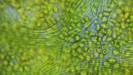 cyanobacteria and green algae movement under microscope