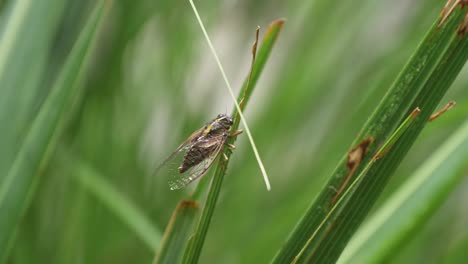 Primer-Plano-De-Insecto-Cigarra-Sobre-Hierba-Verde-En-Nueva-Zelanda