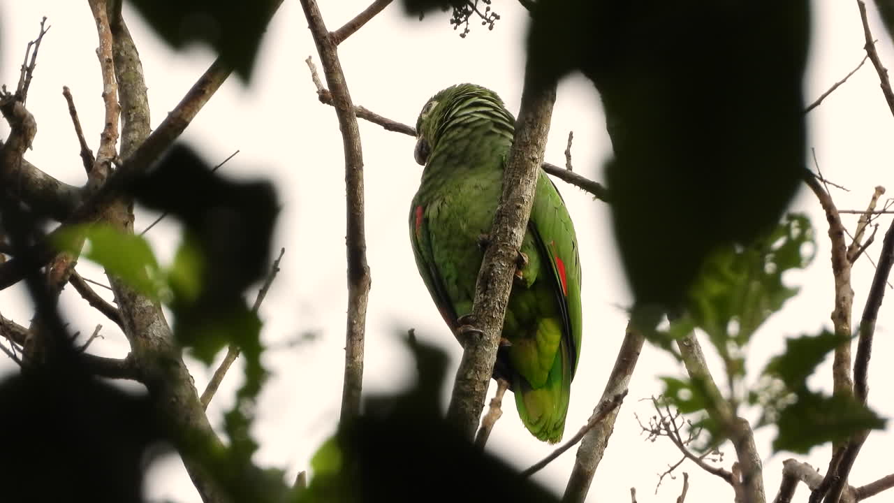 primer plano del loro amazónico harinoso del norte encaramado en la parte superior del árbol, selva tropical de panamá, cielo nublado