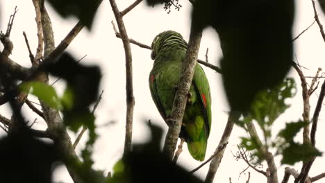 Primer-Plano-Del-Loro-Amazónico-Harinoso-Del-Norte-Encaramado-En-La-Parte-Superior-Del-árbol,-Selva-Tropical-De-Panamá,-Cielo-Nublado