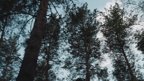 Majestic-pines-and-birches-grow-around-clearing-in-forest