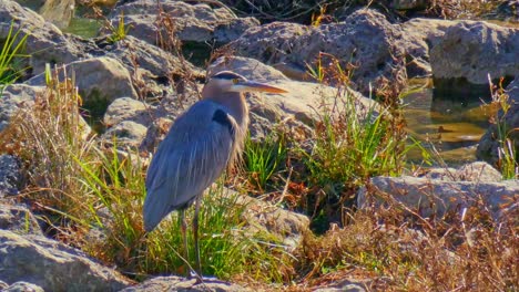 a great blue heron standing on some rocks looking around on a sunny day