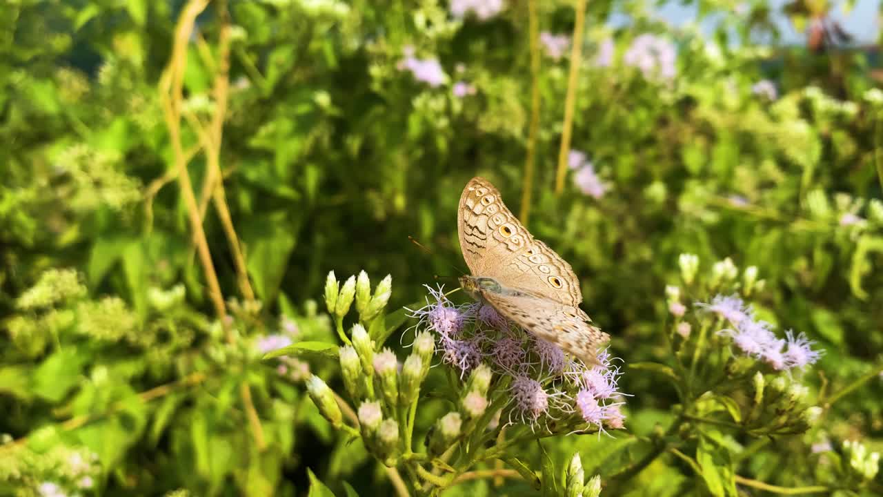 Delicate Grey Pansy butterfly sitting in vibrant Siam weed plant moving in the breeze