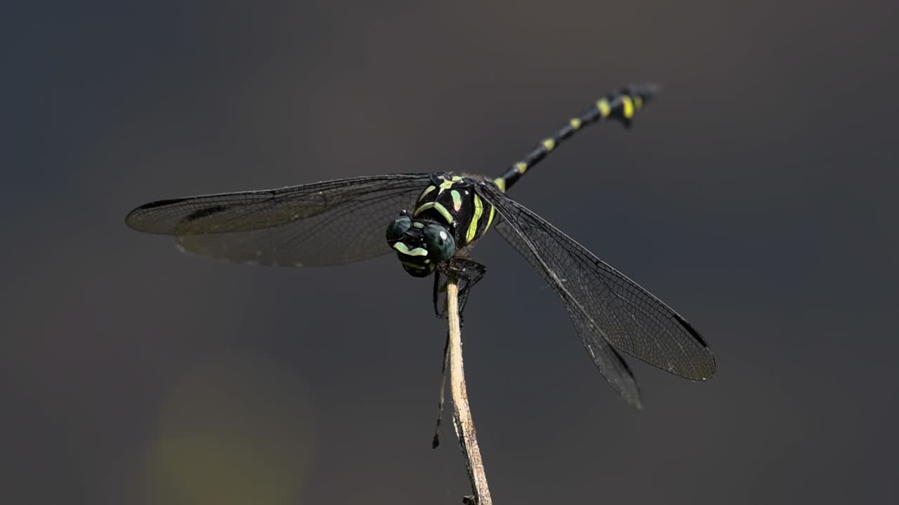 la libélula de cola de brida común se ve comúnmente en tailandia y asia