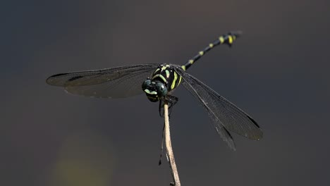 the common flangetail dragonfly is commonly seen in thailand and asia