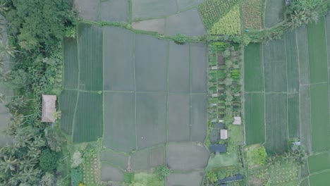 Top-Down-Drone-Shot-descending-over-rice-paddies-in-Ubud-Bali-with-water-reflections-and-flying-bird