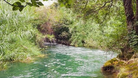 un hermoso río azulado corre a través de exuberantes humedales en el parque nacional de krka