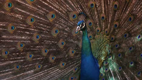 male peacock with feathers spread out on display turning