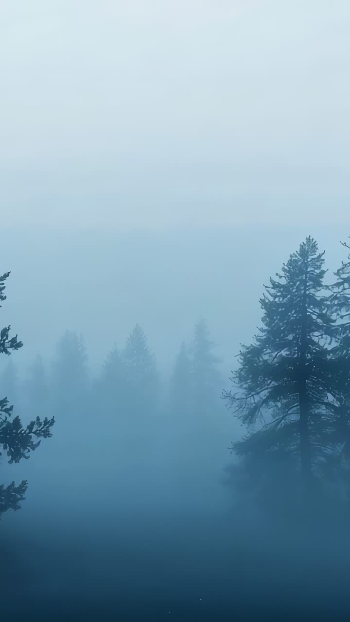 Vertical video: Pushing camera bringing right pine into focus in misty conifer forest, copy space