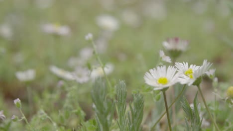 Gänseblümchen