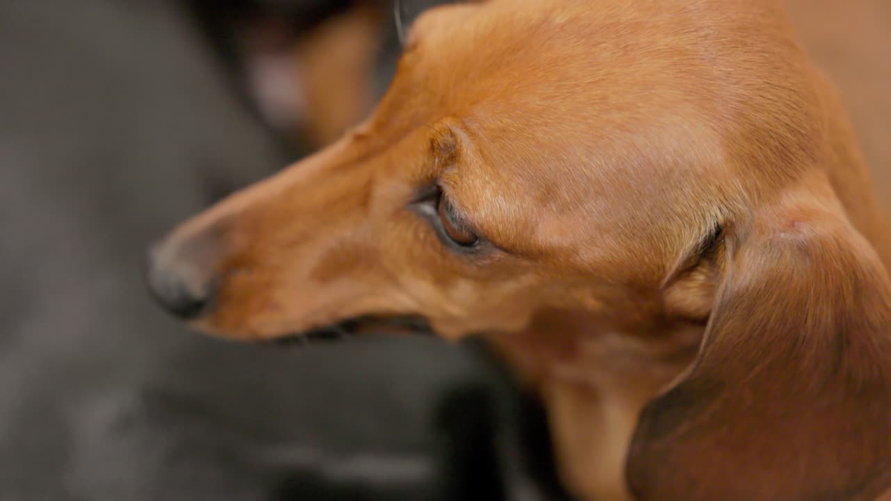 Close-up of a Dachshund