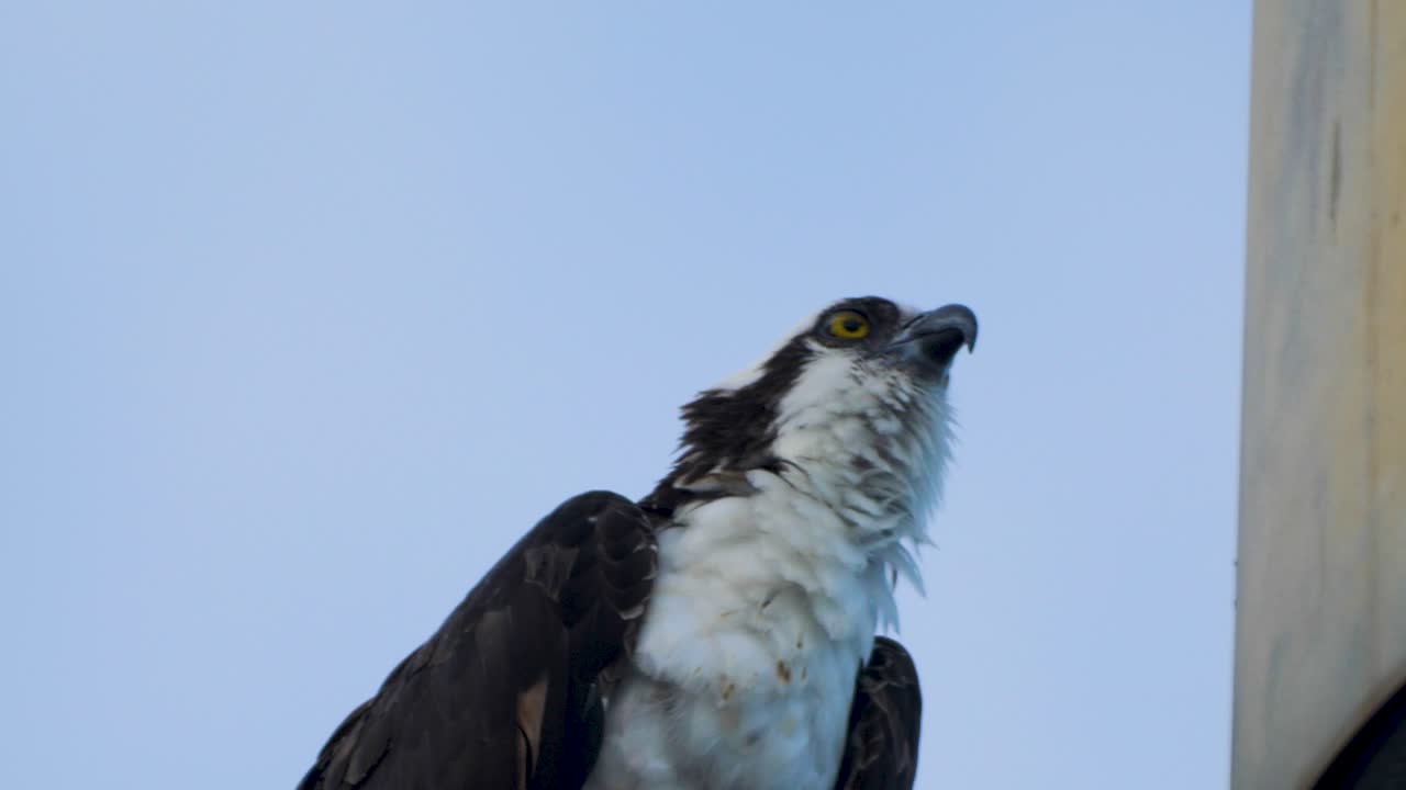 Close-up of an alert osprey perched on a wooden platform, gazing into the distance against a pale sky